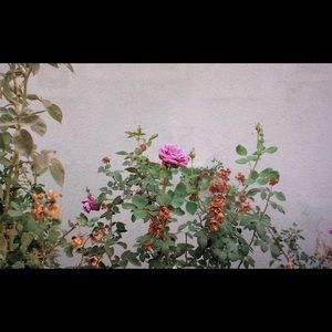 Meet your Posher, Reyna